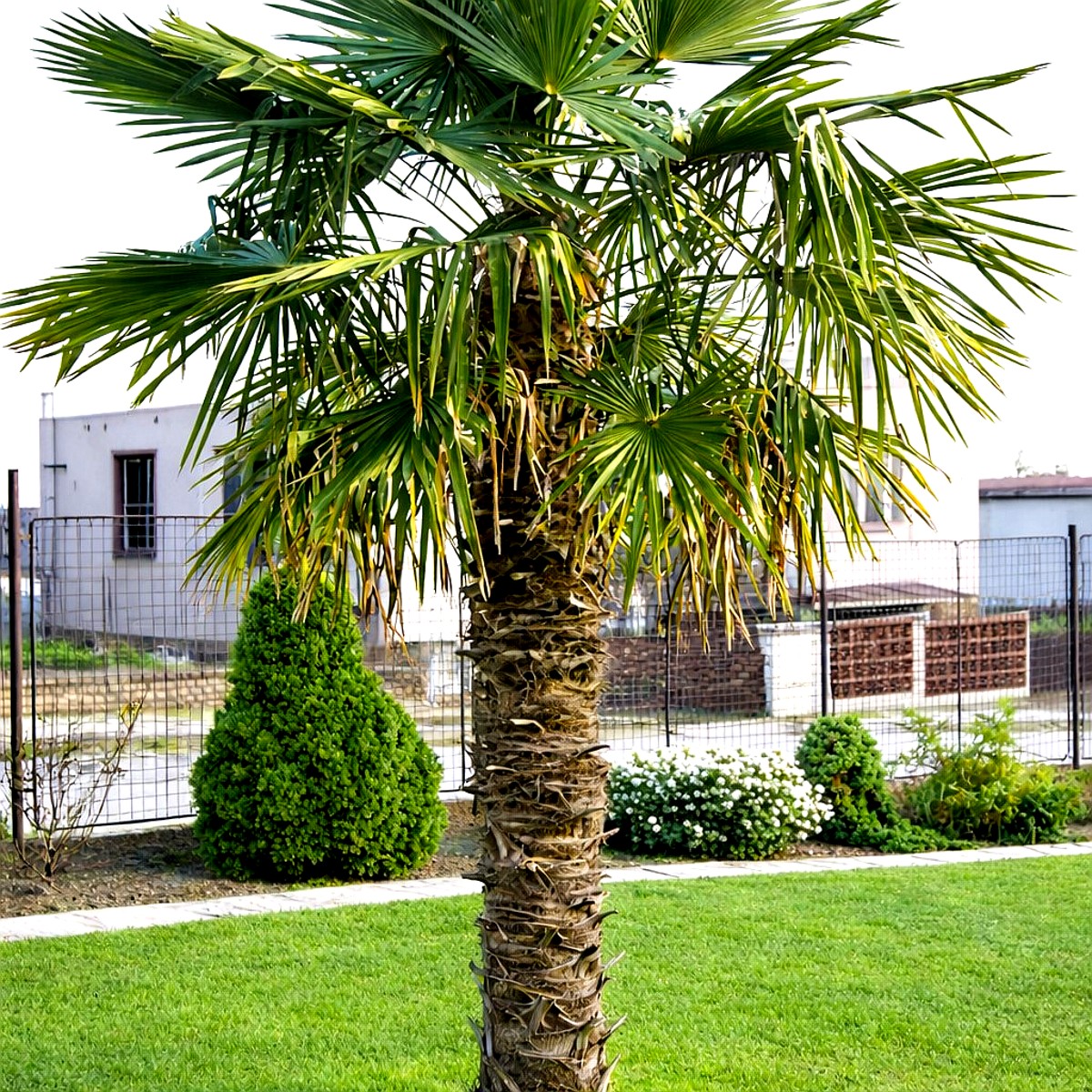 Hanfpalme- Trachycarpus fortunei