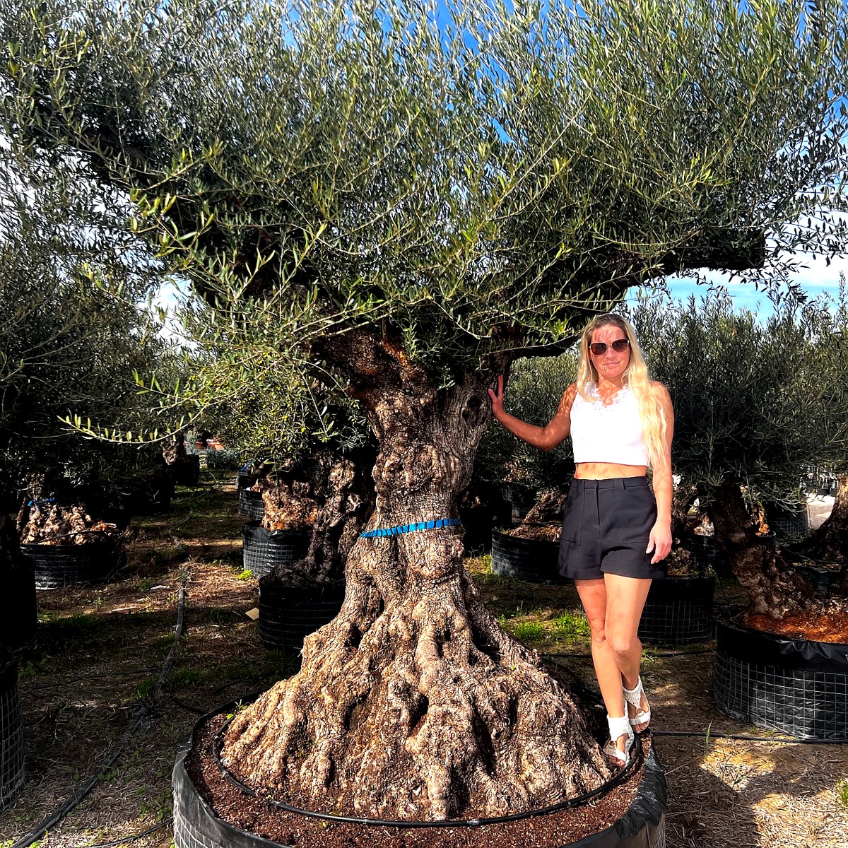 Olivenbaum (Olea europaea)