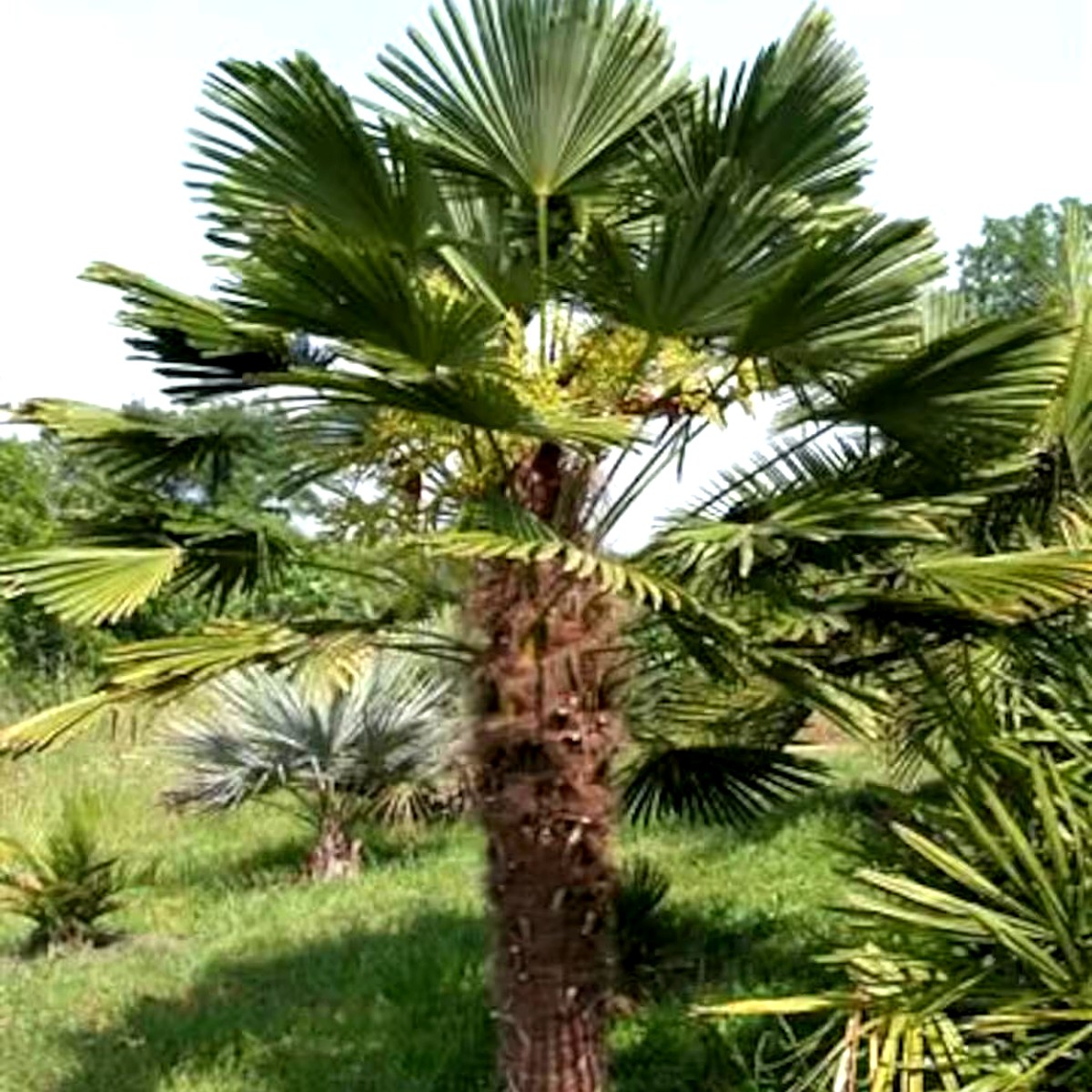 Hanfpalme- Trachycarpus wagnerianus
