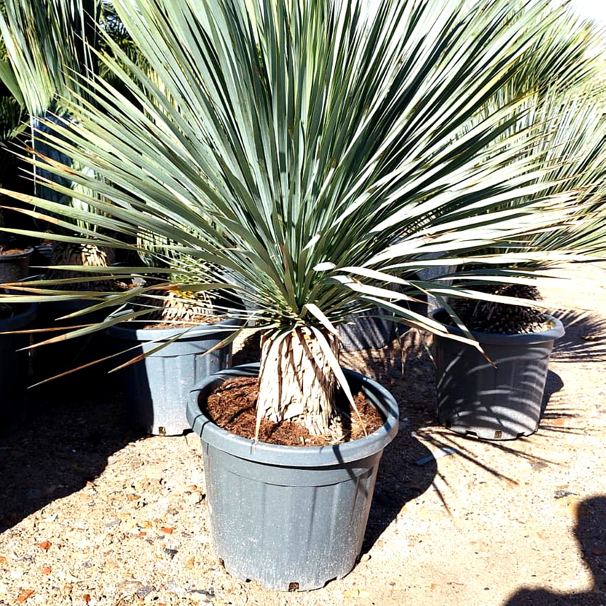 Yucca rostrata- Blaue Palmlilie