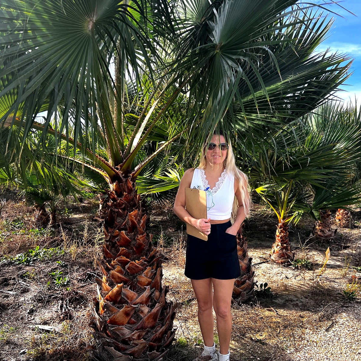 Petticoatpalme- Washingtonia robusta