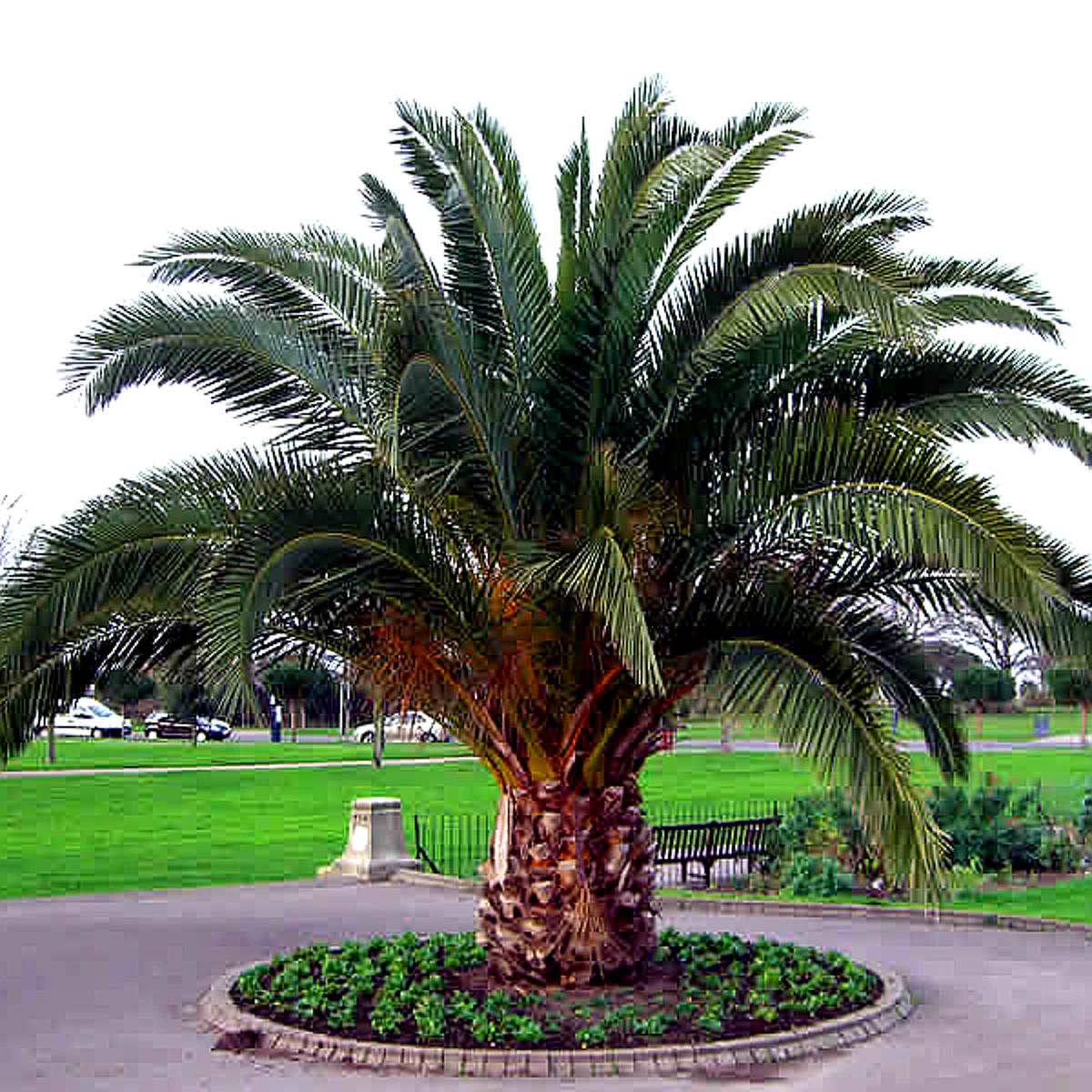 Phoenix canariensis- Kanarische Dattelplame