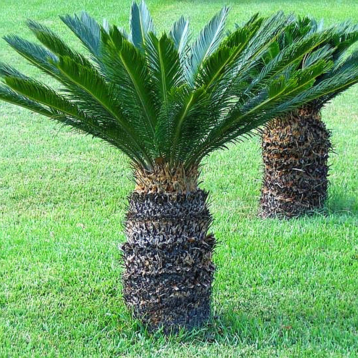 Cycas revoluta