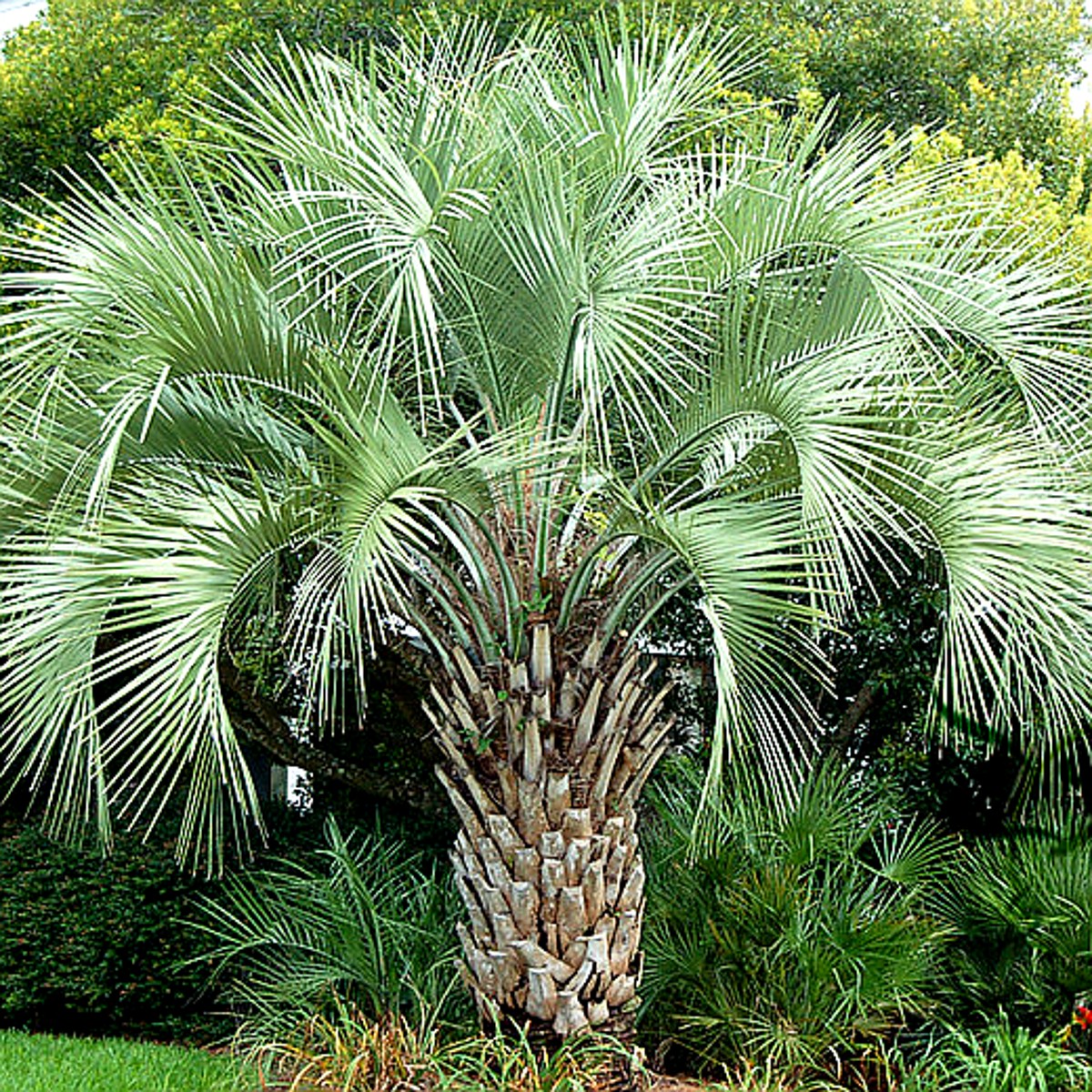 Geleepalme- Butia capitata