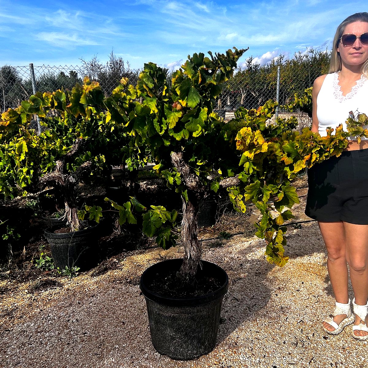 Weinrebe (Vitis vinifera)