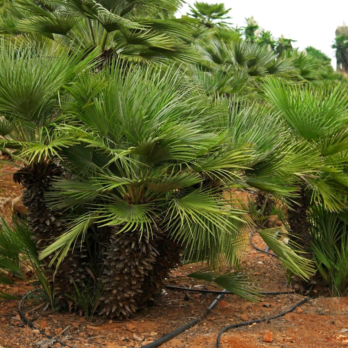 Zwergpalme (Chamaerops hum.)