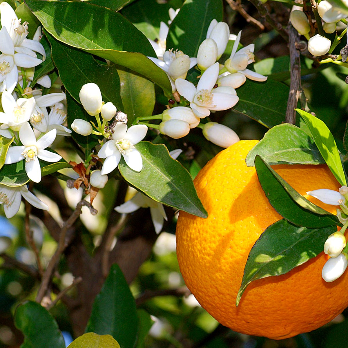 Orangen (Citrus sinensis)