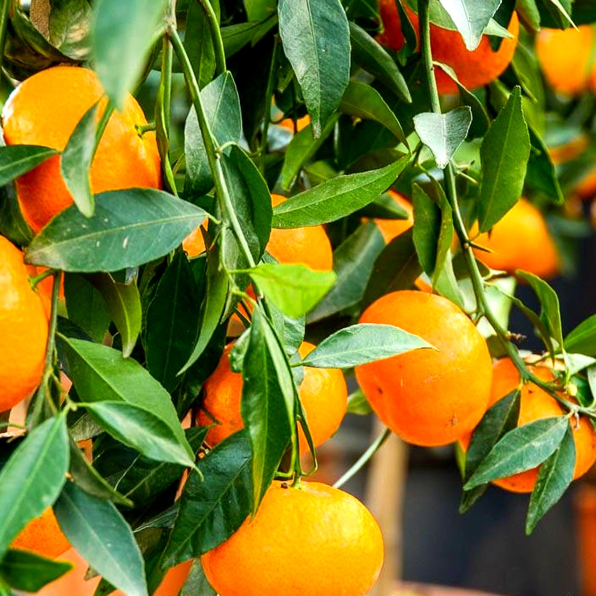 Mandarine (Citrus reticulata)