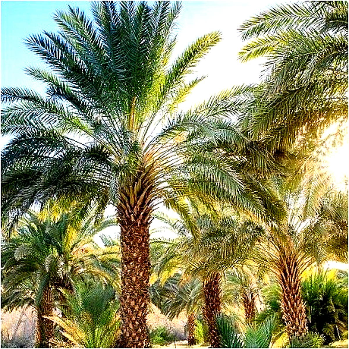 Phoenix dactylifera- echte Dattelpalme