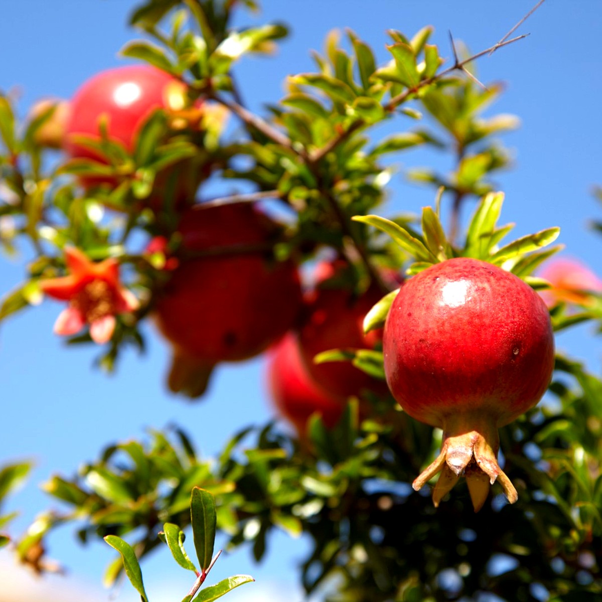 Granatapfel (Punica granatum)