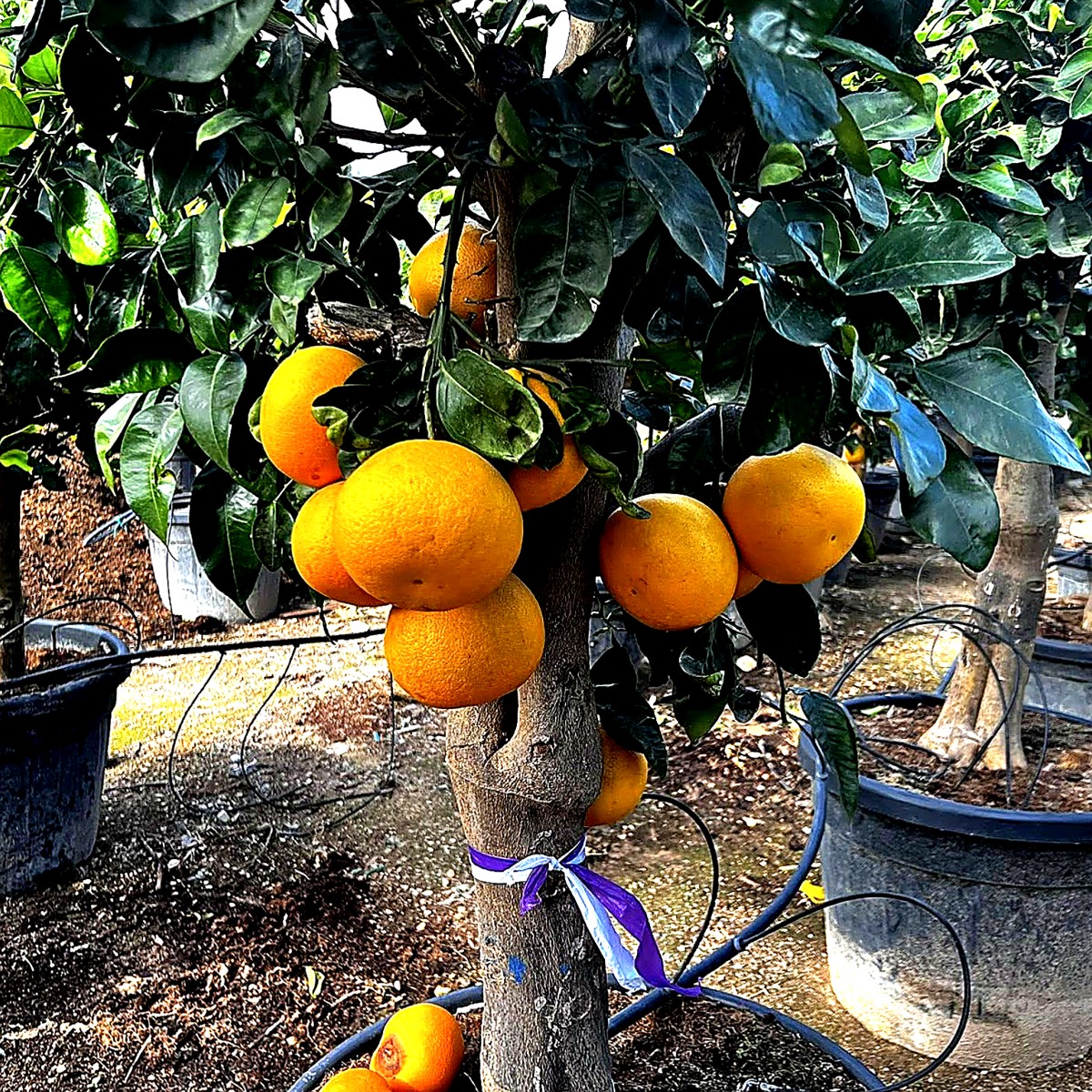 Grapefruit-Citrus paradisi