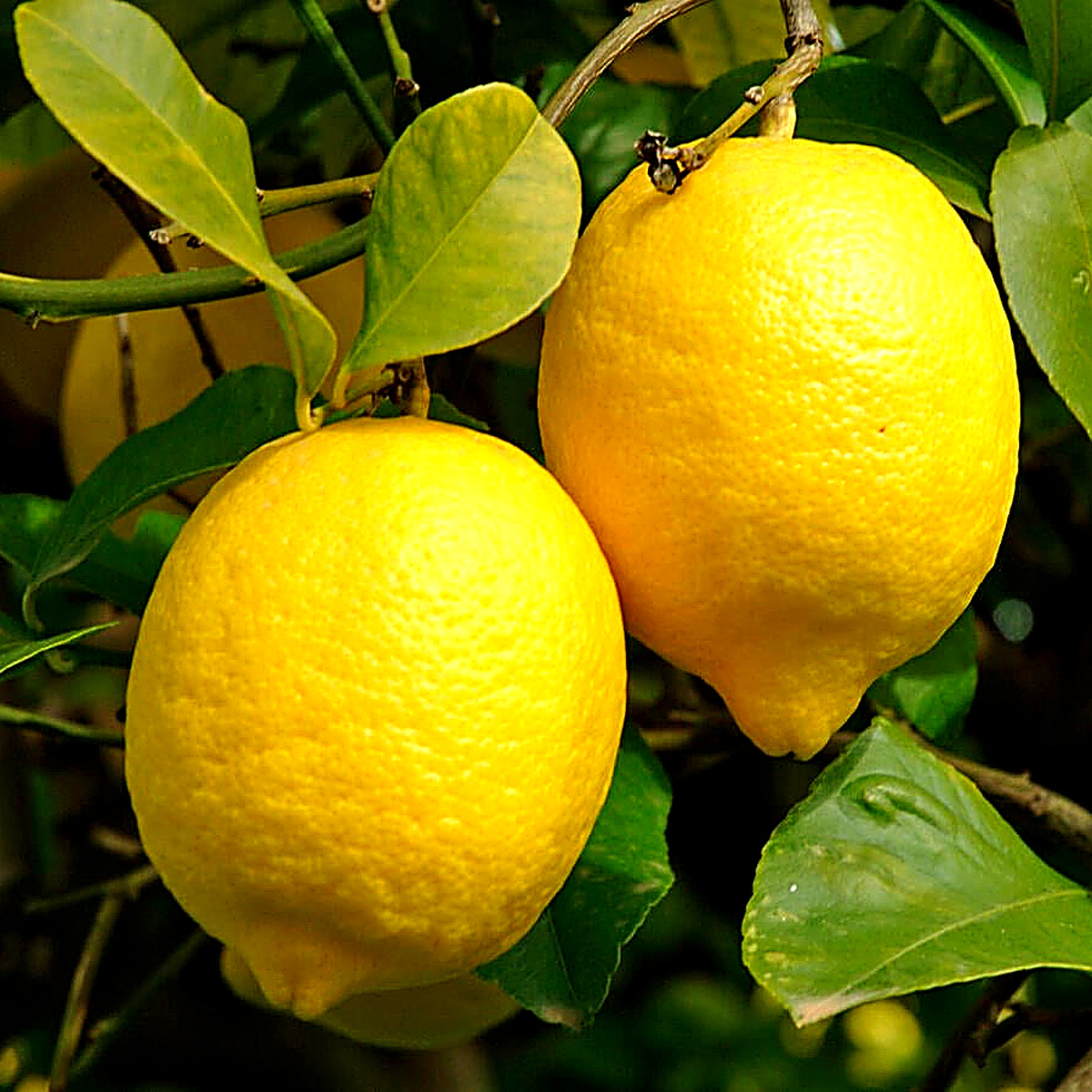 Zitronenb�umchen- Citrus limon