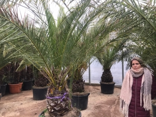 Phoenix canariensis, Kanarische Dattelpalme, Stammlnge 40-50 cm, frosthart bis ca. -10C