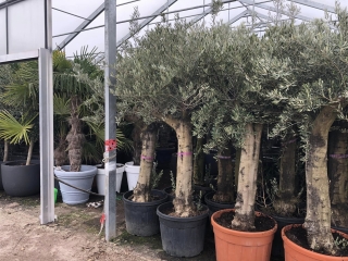 Premium-Olivenbaum, beste spanische Qualität, dicke Stämme, ca. 80 Jahre alt, 200-250 cm Gesamthöhe