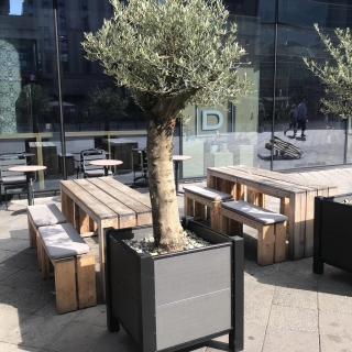 Premium-Olivenbaum, beste spanische Qualitt, 200-250 cm Gesamthhe im Kbel