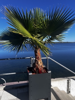 Pflanzk�bel aus eigener Herstellung- langlebig, modular & exklusiv