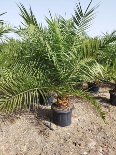 Phoenix canariensis- Kanarische Dattelplame- ca. 200 cm hoch im 45 Liter K�bel