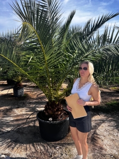 Phoenix canariensis- Kanarische Dattelplame- ca. 300 cm hoch, Stamml�nge 30-40 cm*