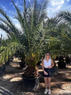 Phoenix canariensis- Kanarische Dattelpalme- ca. 400-500 cm Gesamth�he, Stamml�nge 60-80 cm*