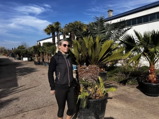 Cycas revoluta, doppelk�pfig, Originalbild! Einzelst�ck!