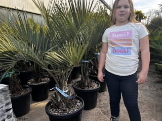 Butia capitata, Geleepalme, sehr kr�ftige und kompakte Pflanzen, H�he ca. 160-180 cm, Stamm 25-30 cm