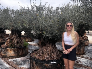 Premium Olivenbaum, Gro�pflanze! Alter 100-500 Jahre!