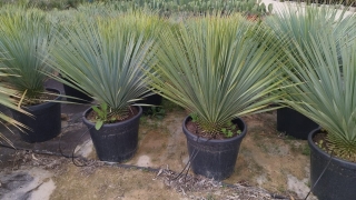 Yucca rostrata, mexikanische W�stenpalmlilie, Stamml�nge ca. 10 cm, winterhart bis ca. -20�C!