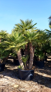 Zwergpalme- Chamaerops humilis, Gro�pflanze! winterhart kurzfristig bis -12�C