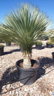 Yucca rostrata, mexikanische W�stenpalmlilie, Stamml�nge ca. 30 cm, winterhart bis ca. -20�C!