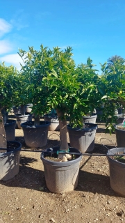 Mandarinenb�umchen- Citrus reticulata, Stammumfang 25-30cm