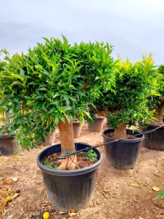Orangenb�umchen- Citrus sinensis, Stammumfang 40-50 cm