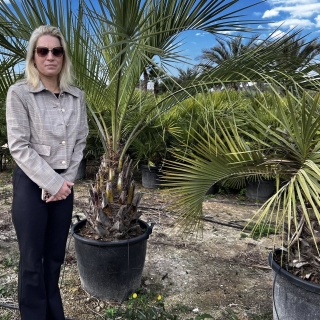 Butia capitata, Geleepalme, Stamm 60-70 cm, Einzelst�ck