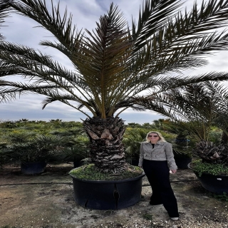 Phoenix dactylifera, echte Dattelpalme, Gro�pflanzen, Preis je Meter Stamml�nge!