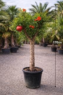 Granatapfelbaum- Punica granatum, ca. 170 cm Gesamth�he, 20-30 cm Stammumfang, im 45 Liter-Topf