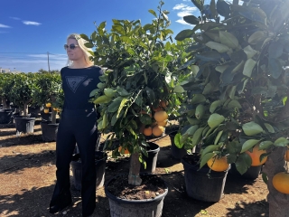 Grapefruit, Pomelo, Citrus paradisi, Stammumfang 20-30 cm, Gesamth�he 160-180 cm