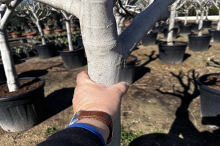 Feigenbaum, Ficus carica, Sorte Cuello Dama Blanca, Stammumfang 30-40 cm, im 70-Liter-Topf, ca. 180 cm