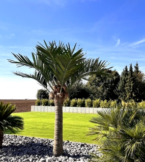 Hochwertige XXL Kunstpalme im Kokospalmen-Look – ca. 3,5 m Gesamth�he