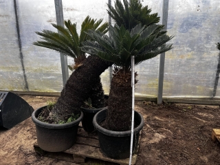Cycas revoluta, Stamml�nge ca. 120 cm, leicht gebogen