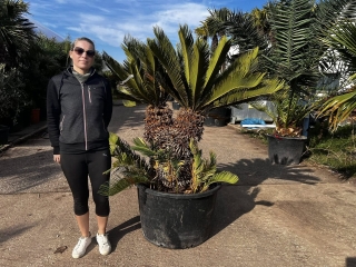 Cycas revoluta, doppelk�pfig, Originalbild