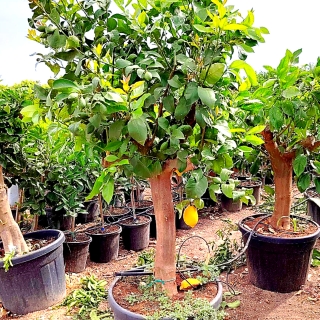 Zitronenb�umchen, 160-180 cm Gesamth�he, Stammumfang 25-30 cm