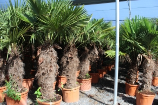 Trachycarpus Fortunei (Hanfpalme); Stammlänge 80-100 cm; Gartenpalme; winterhart bis ca. -19°C, VKZ 50; 60-70 kg