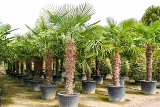 Trachycarpus Fortunei (Hanfpalme); Stammlänge 160-170 cm; Gartenpalme; winterhart bis ca. -19°C, VKZ 70; 100-120 kg