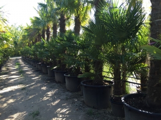 Trachycarpus Fortunei (Hanfpalme); Stammlnge 200-220 cm; Gartenpalme; winterhart bis ca. -19C