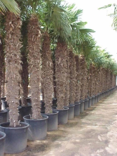 Trachycarpus Fortunei (Hanfpalme); Stammlänge 220-240 cm; Gartenpalme; winterhart bis ca. -19°C, VKZ 110; 170-190 kg