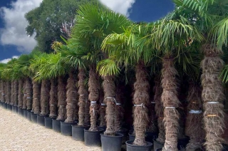 Trachycarpus Fortunei (Hanfpalme); Stammlnge 240-260 cm; Gartenpalme; winterhart bis ca. -19C, VKZ 120; 180-200 kg