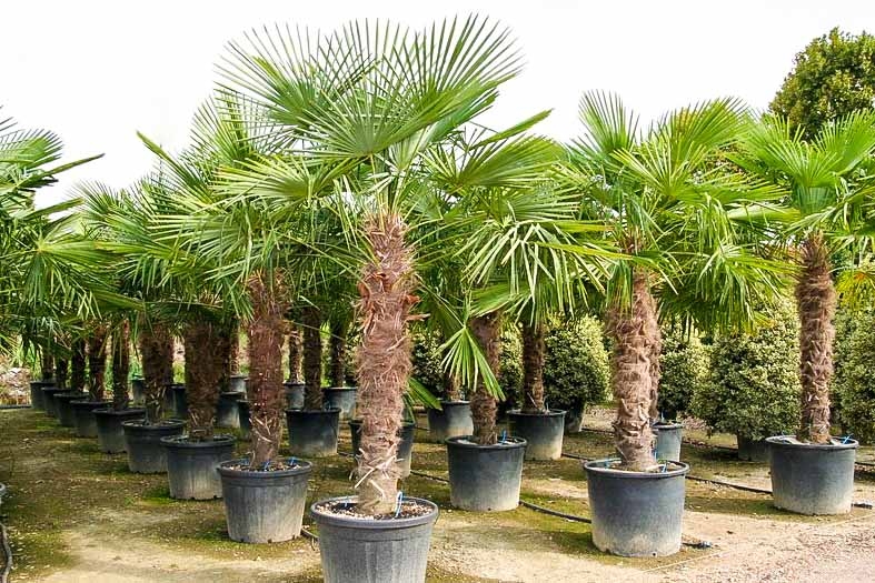 270 cm aus Spanien Stammhöhe ca 110-120cm Hanfpalme Trachycarpus Fortunei max