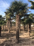 Trachycarpus Fortunei (Hanfpalme); Stammlnge 280-300 cm; Gartenpalme; winterhart bis ca. -19C