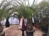 Phoenix canariensis, Kanarische Dattelpalme, Stammlnge 40-50 cm, frosthart bis ca. -10C