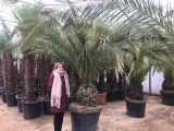 Phoenix canariensis, Kanarische Dattelpalme, Stammlnge 40-50 cm, frosthart bis ca. -10C