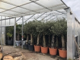 Premium-Olivenbaum, beste spanische Qualität, dicke Stämme, ca. 80 Jahre alt, 200-250 cm Gesamthöhe